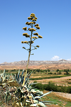 Agave.