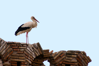 Une cigogne.